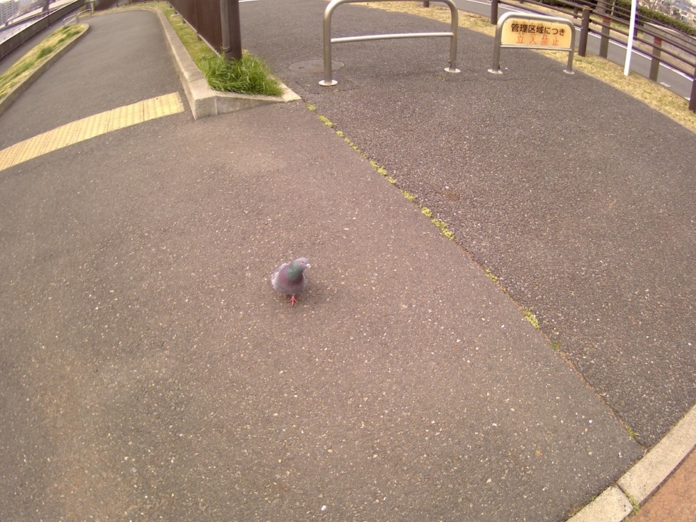 elephone-explorer-x85.jpg Elephone explorer xで撮影した鳩