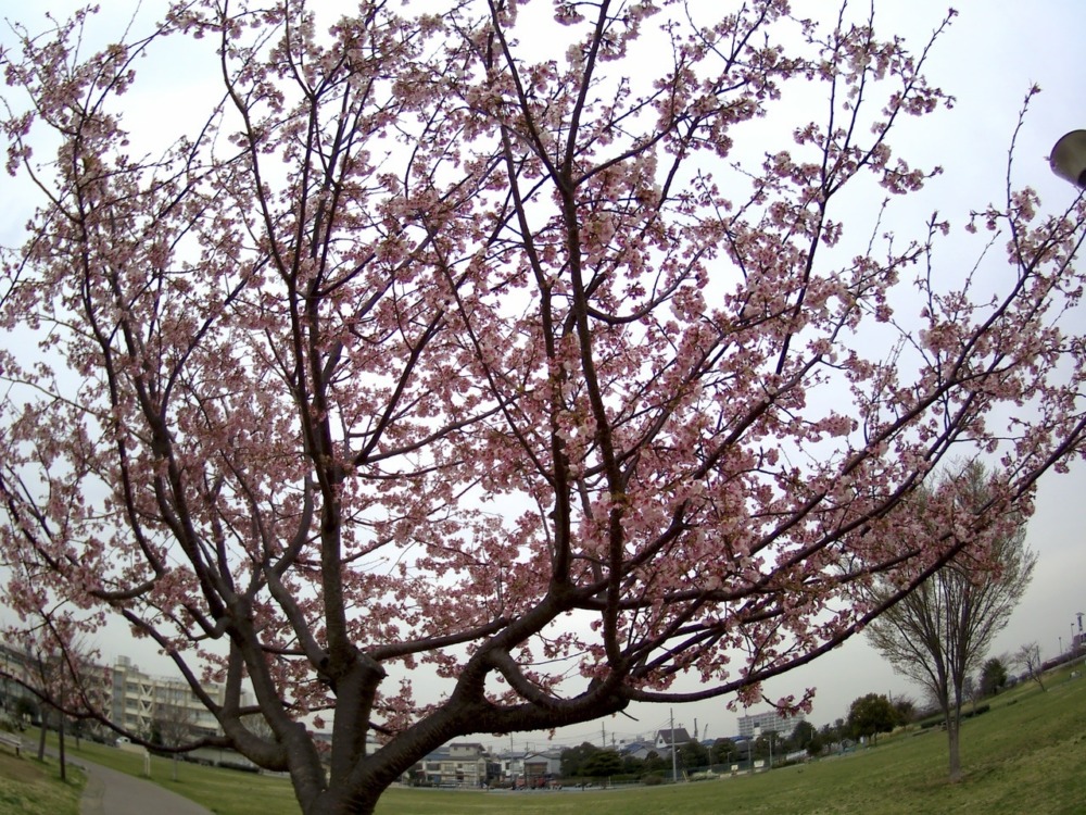 elephone-explorer-x88.jpg Elephone explorer xで撮影した桜
