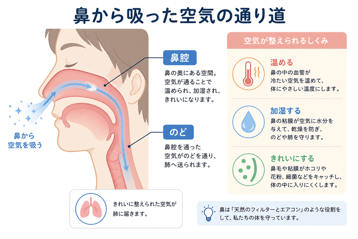 鼻から吸った空気が鼻腔を通ってのどへ向かう流れの図解