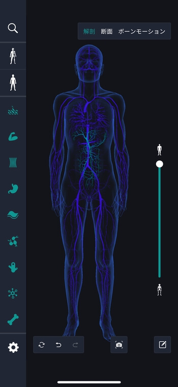 teamlabBody Proのタグ機能で静脈系を表示